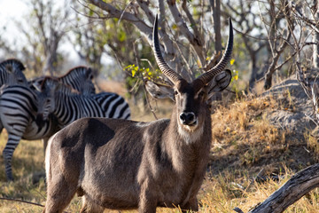 Naklejka na ściany i meble cobo, waterbuck while eating grass in the savannah, male with large antelope horns of water in Botswana during a game drive, nature photography with cobus antelopes. 