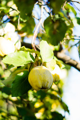 Yellow ripe quince on tree branch closeup