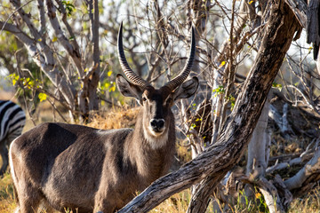 cobo, waterbuck while eating grass in the savannah, male with large antelope horns of water in Botswana during a game drive, nature photography with cobus antelopes. 