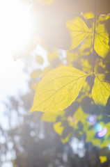 Branch with a green leaf Bush . Green plant. Photosynthesis.