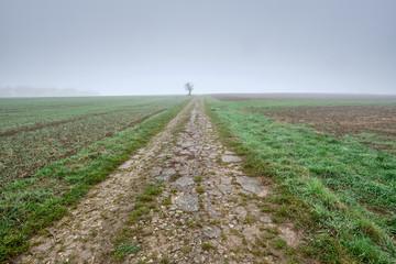 Moody foggy autumn landscape with agricultural fields and a decaying overgrown path leading into...