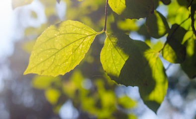 Branch with a green leaf Bush . Green plant. Photosynthesis.