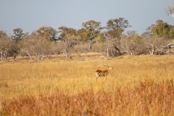Obraz na płótnie Canvas Red lechwe (Kobus leche) in savanna Botswana. Antelope kobus, tipical herbivore in south africa. Lechwe during game drive safari, prey for lions and leopards