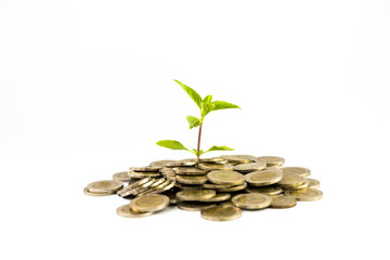 plant growing out of  coins isolated on white