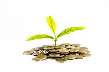 plant growing out of  coins isolated on white