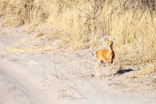 steenbok Raphicerus campestris in savana in africa during a game drive safari. small gazelle with large ears and light brown hair. safari with self drive with a 4x4
