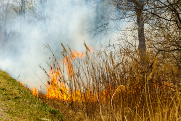 Obraz na płótnie Canvas Forest fire. Forest fire in the autumn season.
