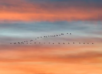 Zelfklevend Fotobehang flock of birds flying in v formation against sunset sky © mimadeo