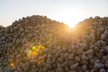 Viele Zuckerrüben Ernte im Herbst im Gegenlicht