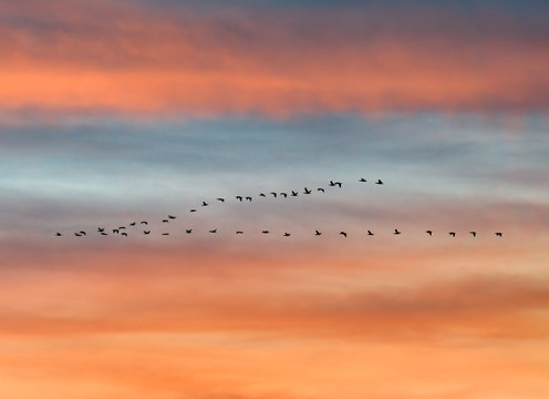 flock of birds flying in v formation against sunset sky