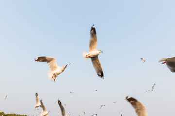 Migratory seagulls flock to the Bang Pu Seaside, Thailand during
