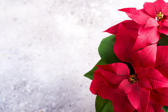 Red Poinsettia Christmas Plant On A Stone Gray Background With Copy Space. Flat Lay. Christmas Gift Card