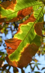 autumn leaves on tree in the sun