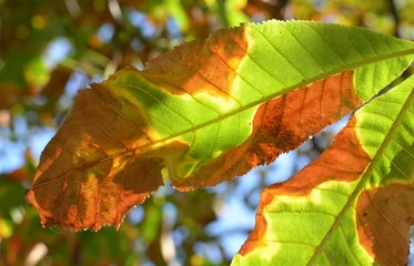 colorful autumn leaves on tree