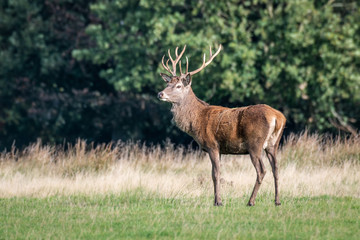 Obraz na płótnie Canvas A majestic 12 point royal red deer stag stands proudly looking alert to the left