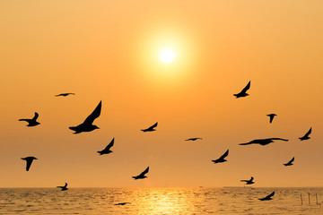 Plakat Seagull with sunset at Bang Pu beach, Thailand