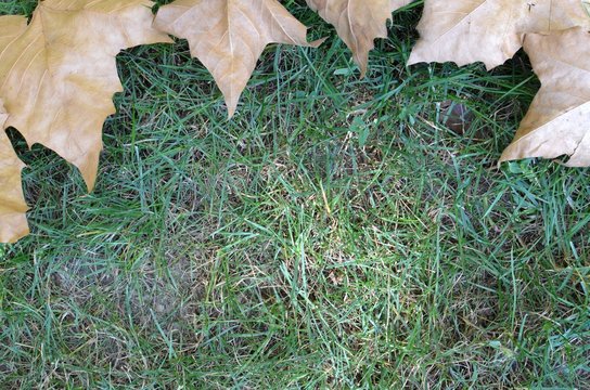 autumn leaves on green grass