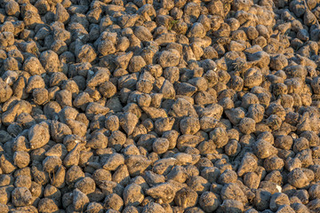 Viele Zuckerrüben Ernte im Herbst