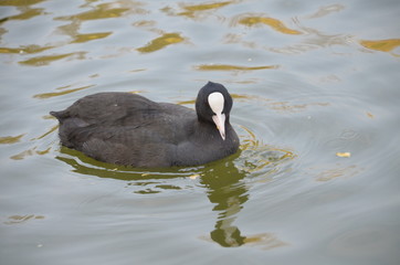 black coot on the water