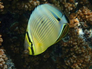 Poisson papillon