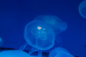 Tourism and underwater diving. Life in ocean. Moon jellyfish in ocean on light blue lighting background of water. Copy space around transparent jelly