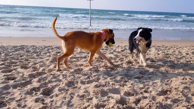 Two dogs playing with a tennis ball on a sandy beach on a sunny day