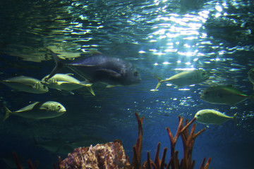 Group of grey and green fish underwater, shot from below. Sun rays are refracted in the water and illuminate the water. Underwater flora and fauna of the ocean. Free copy space for text on background