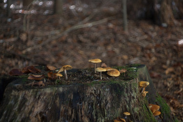 Mushrooms at their natural location in the forest