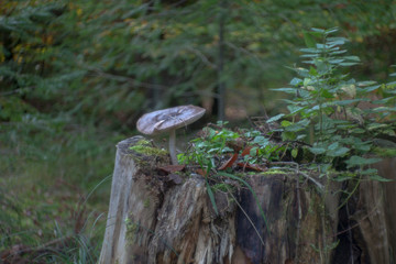 Mushrooms at their natural location in the forest
