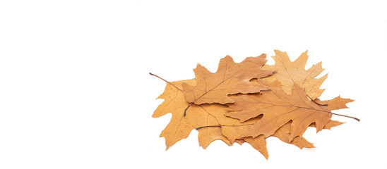 Leaves and seeds (Quercus rubra) on a white background