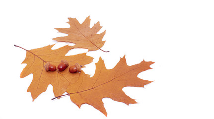 Leaves and seeds (Quercus rubra) on a white background