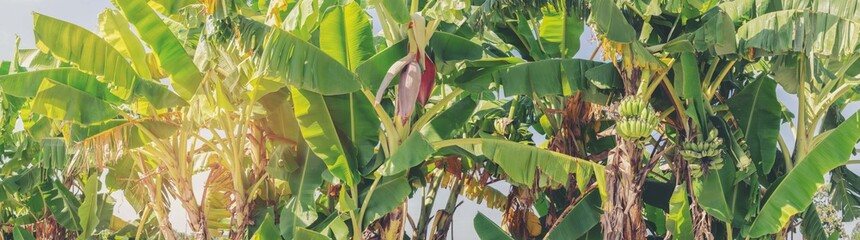 Tropical fruit farm banana with a bunch of growing mature