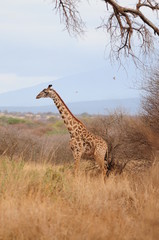 Obraz premium girafe