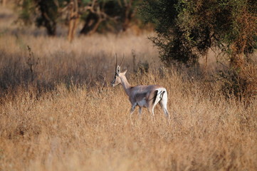 Obraz na płótnie Canvas antilope 