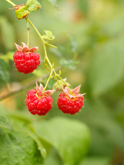 Ripe raspberries are grown in the garden.