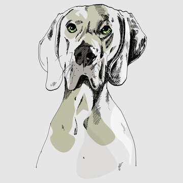 illustration of a dog with green eyes. art, portrait, vector.