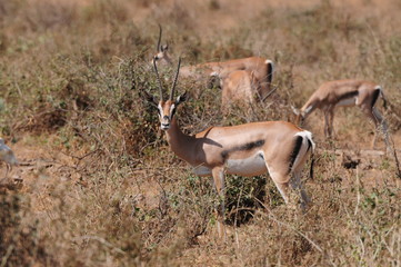 antilope