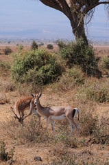 antilope