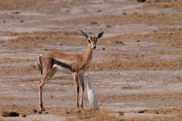 antilope