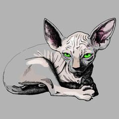 hand-drawn ink drawing of a sphynx cat. color, vector, illustration, gray, brown, nakt, skin.