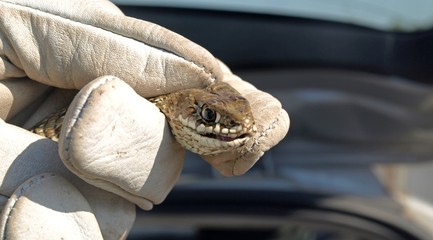 Holding a snake with the gloved hand.