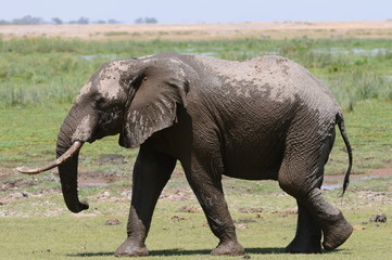 Fototapeta premium elephant