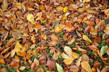 Herbststimmung_004