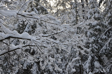 Awesome winter landscape. A snow-covered path among the trees in the wild forest. Winter forest. Forest in the snow.