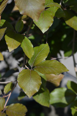 green leaves of Dwarf Purple European Beech