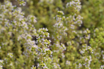 common marjoram flowers in the garden