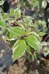 Variegated Siberian dogwood leaf