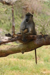 singe