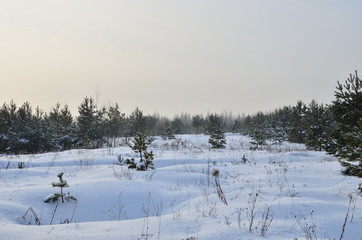 Awesome winter landscape. A snow-covered path among the trees in the wild forest. Winter forest. Forest in the snow.