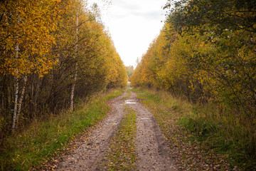 road in the forest
